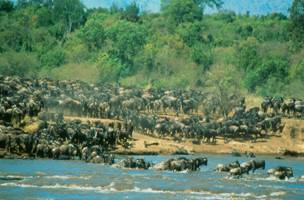 Wildebeest Migration.jpg - 