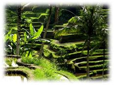 Рисовые террасы.jpg