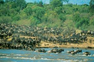 Wildebeest Migration.jpg - 