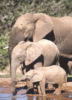 H:\Documents and Settings\Trifonova\ \ \UAR4.jpg