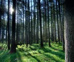 Forests reflect Slovenias attitude towards sustainability