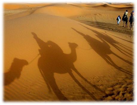 morocco_camel.jpg