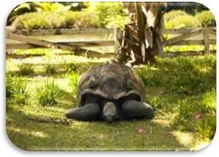 36grand-tortoise-sanctuary.jpg
