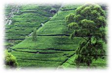 : cid:image008.jpg@01CCDB4C.9ADF61B0