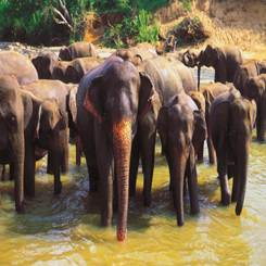 Описание: Elephant Orphanage