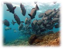 Описание: C:\Users\Diamond\Desktop\Картинки для рассылки\Борнео\repphoto_3571_8865.jpg