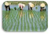 ��������: ��������: C:\Users\Diamond\Desktop\�������� ��� ��������\�������\vietnam190336.jpg