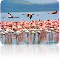 1226989816_flamingos-lake-nakuru-kenya.jpg