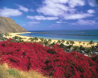 tenerife2.jpg