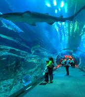 The Dubai Aquarium