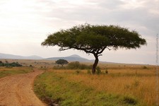 Zapovednik Masai Mara 01