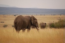Zapovednik Masai Mara 03