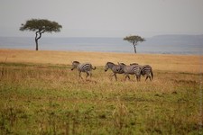 Zapovednik Masai Mara 07