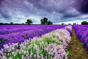 16-Lavender-field-Provence-France.-.-..jpg