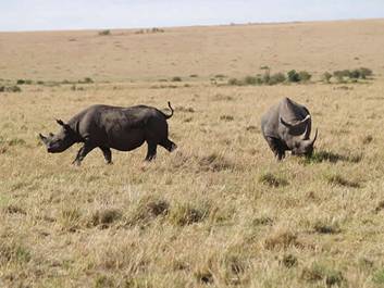 http://dhowandjeep.ru/assets/images/national_parks/800px-RhinoMasaiMara.jpg