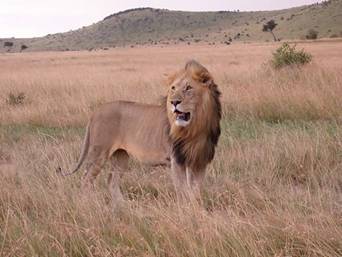 http://dhowandjeep.ru/assets/images/national_parks/800px-Lion_in_masai_mara.jpg