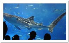 : okinawa-churaumi-aquarium-japan-sea-tank.jpg