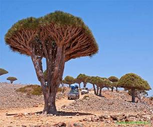 Socotra_13