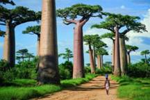 hohmodrom_baobab.jpg