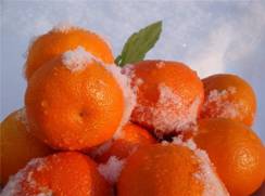 mandarinu pod snegom 1.jpg