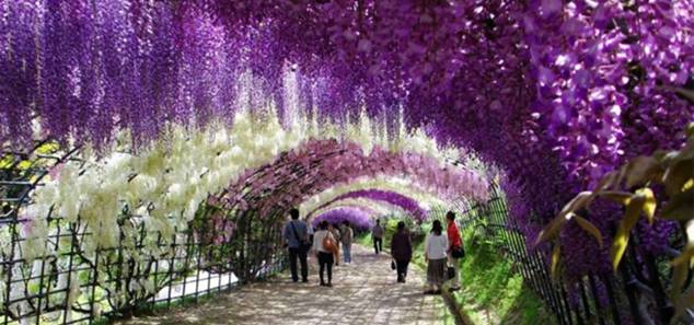    Ashikaga Flower Park