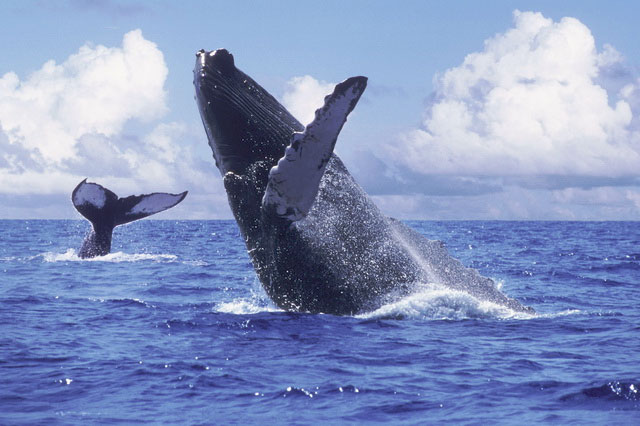 whale-watching-azores